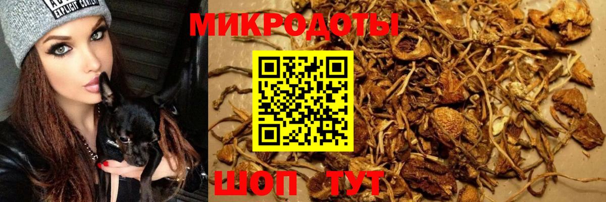 Ставрополь  Галлюциногенные грибы Magic Shrooms  Вход с VPN 